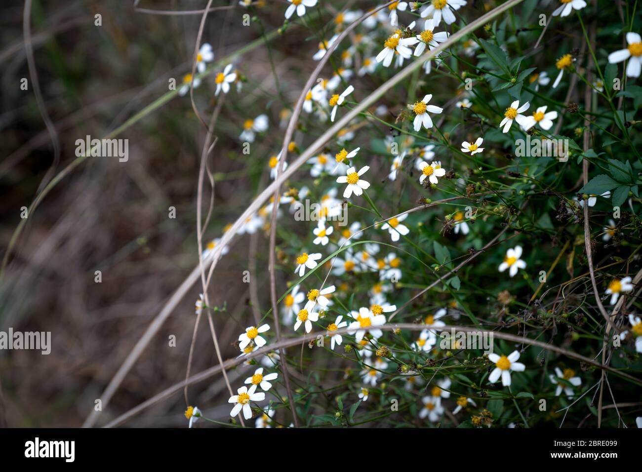 fleur de buisson fleur torus tôt le matin. Gros plan Banque D'Images