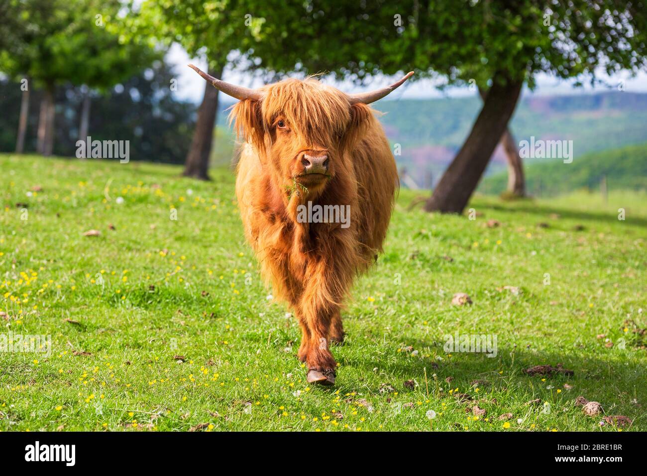 Highland cattle Banque D'Images