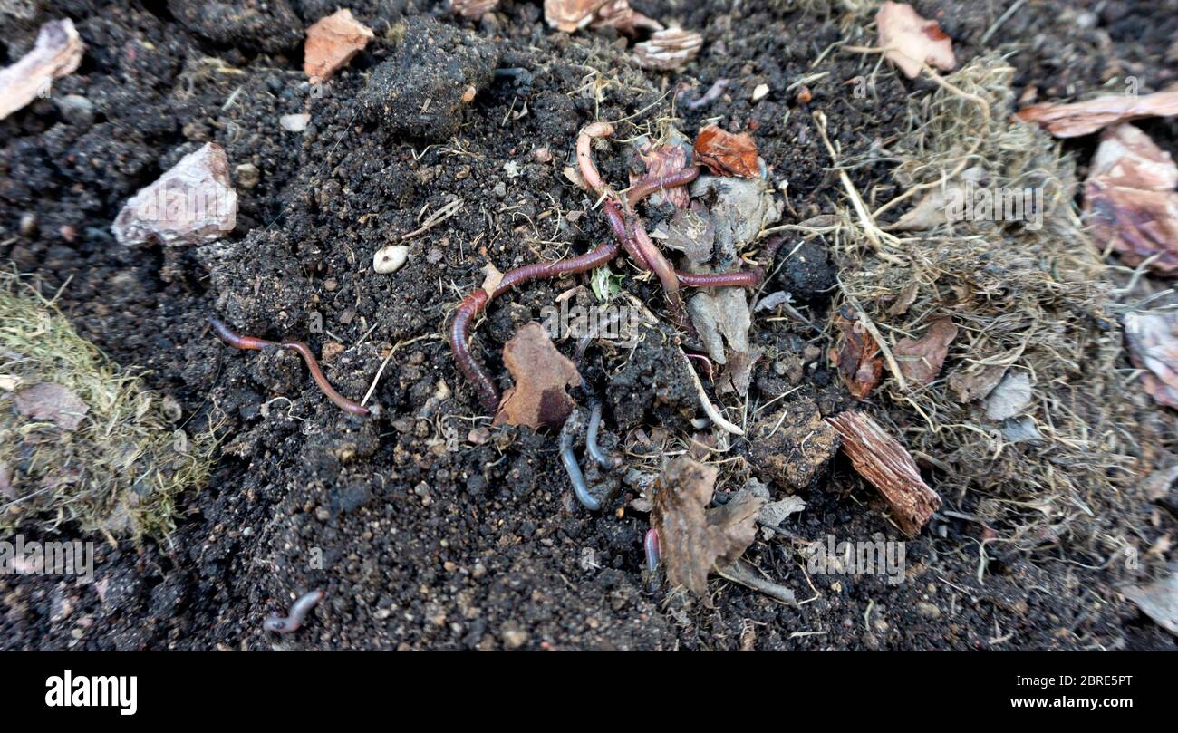 Les vers de terre rouges de Californie produisent du vermicompost et du biohumus, traitent le compost et améliorent la fertilité du sol. Appâts de ver de terre pour la pêche. Ferme écologique Banque D'Images