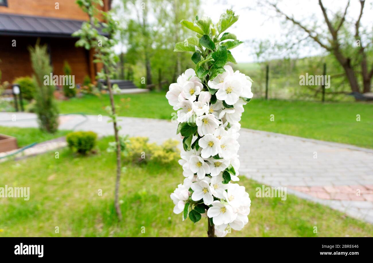 Pommier en colonnes magnifiquement fleuris dans le jardin avec un magnifique paysage sur fond d'herbe verte au début du printemps. Flux abondant Banque D'Images