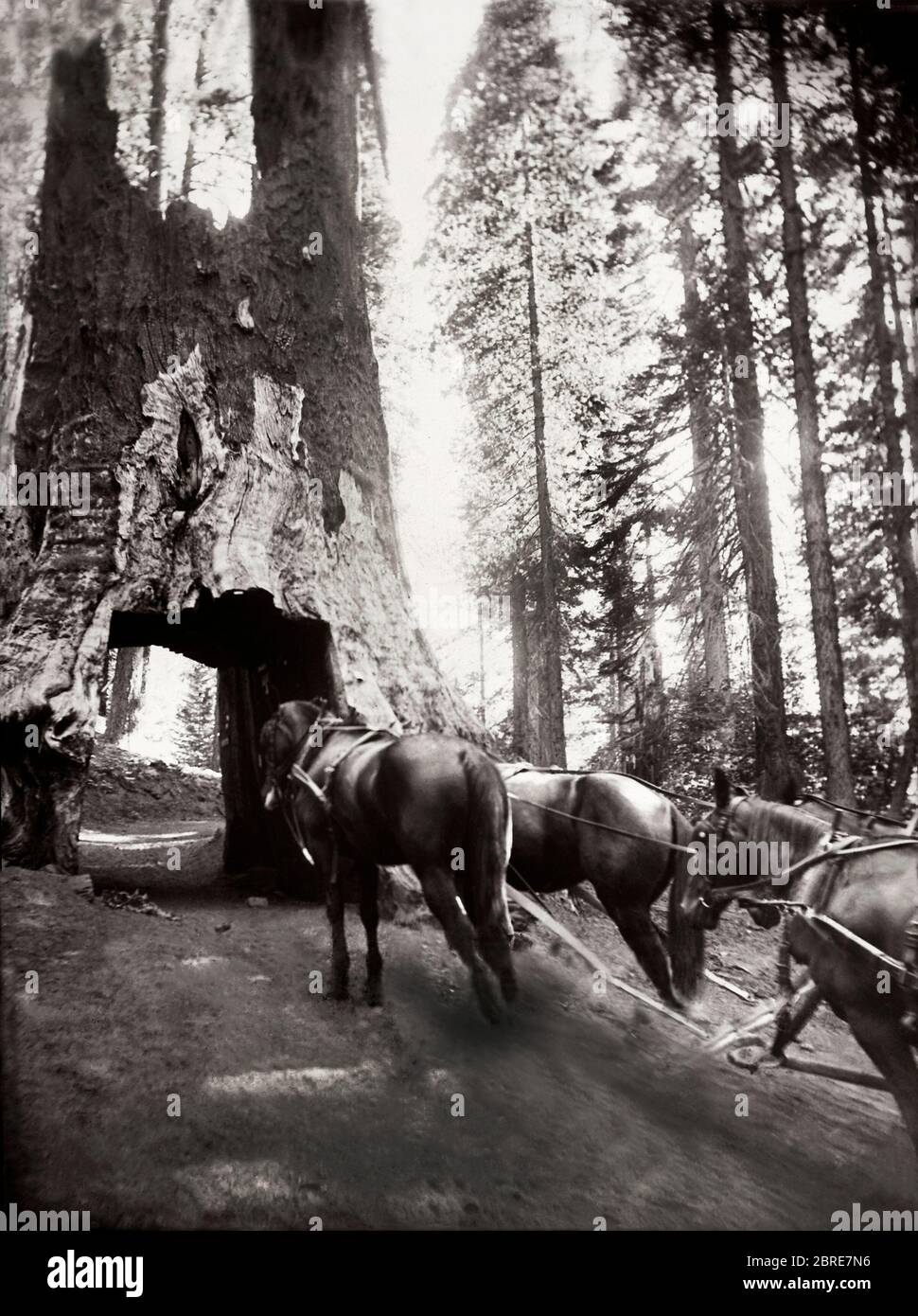 Amérique, Californie, un séquoia géant à Tuolumne Grove dans le parc national de Yosemite. Chevaux et calèche au tunnel de l'arbre de la forêt de « Dead Tree tunnel » dans le séquoia géant. Vers 1900 Banque D'Images