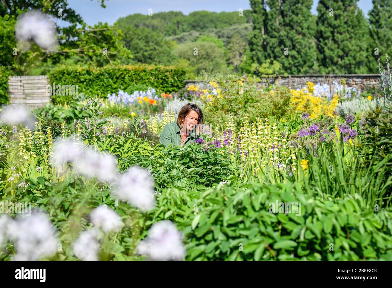 La propriétaire du jardin biologique de Yeo Valley, à Blagdon, dans le Somerset, Sarah Mead, a tendance à fleuter dans le jardin de Gravel, car la RHS a pris l'événement de jardinage de pièce d'exposition, y compris le jardin biologique de Yeo Valley, en ligne en réponse à la pandémie du coronavirus. Banque D'Images