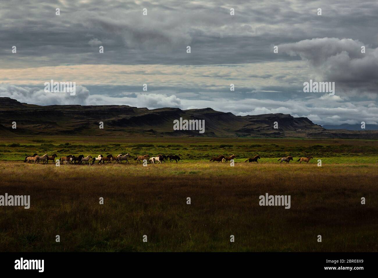 Paysage En Islande Une Horde De Chevaux Se Promede Au Milieu D Un Pre Vert Nous Pouvons Voir Des Rayons Du Soleil Parmi Le Ciel Nuageux Photo Stock Alamy