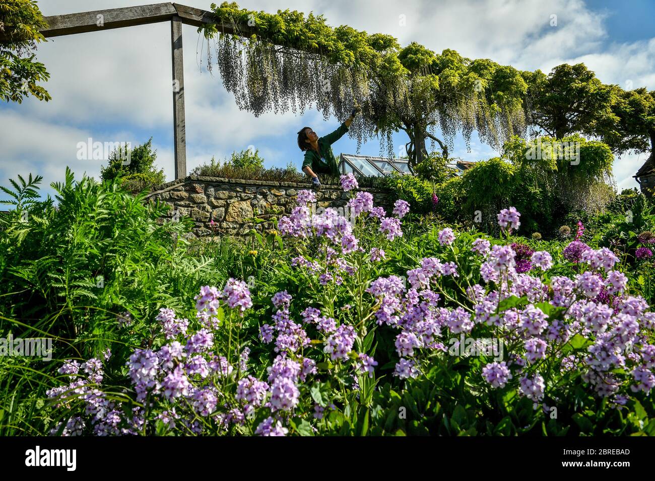 La propriétaire du jardin biologique de Yeo Valley, à Blagdon, dans le Somerset, Sarah Mead, a tendance à fleuter dans le jardin de Gravel, car la RHS a pris l'événement de jardinage de pièce d'exposition, y compris le jardin biologique de Yeo Valley, en ligne en réponse à la pandémie du coronavirus. Banque D'Images