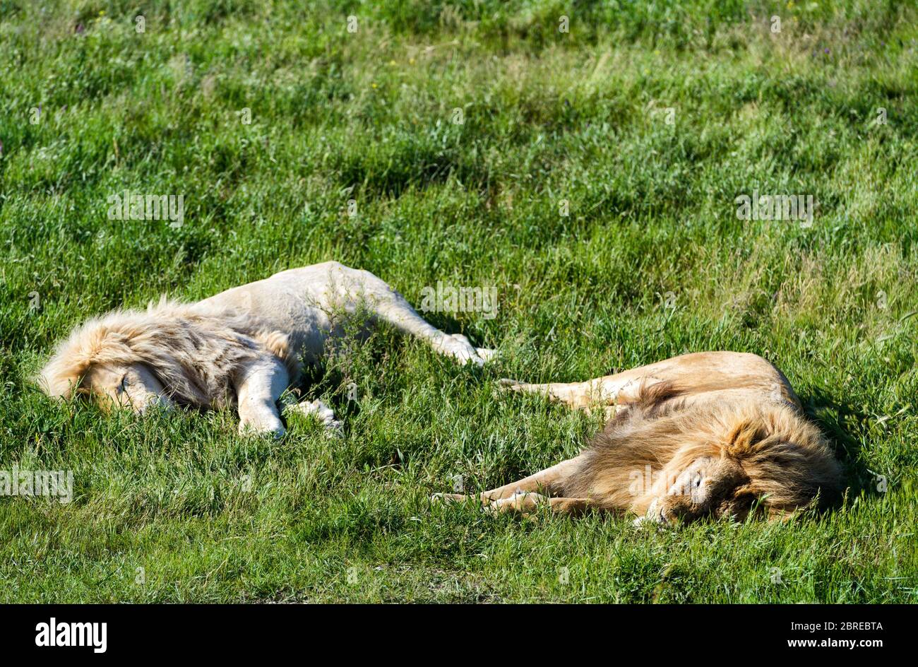 Deux lions, ordinaires et blancs, se trouvant sur l'herbe dans le parc safari Banque D'Images