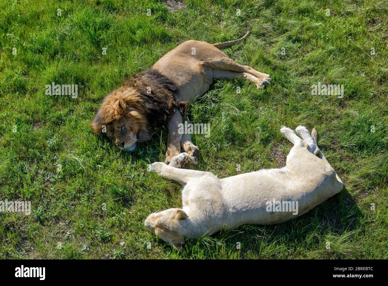 Lion et son lionne blanche se détendant sur l'herbe dans le parc safari Banque D'Images