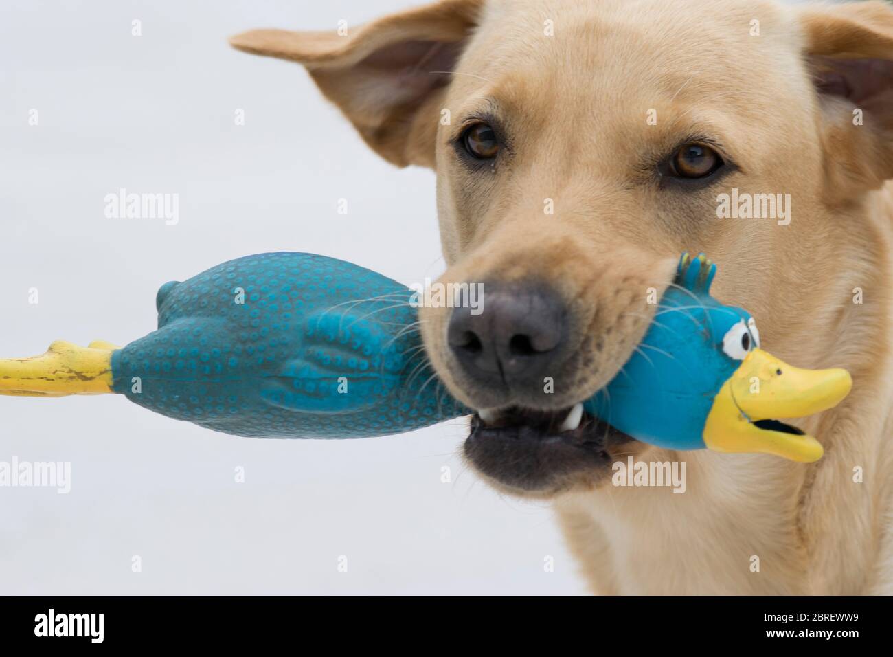 Labrador doré avec jouet de chien de canard bleu Photo Stock - Alamy