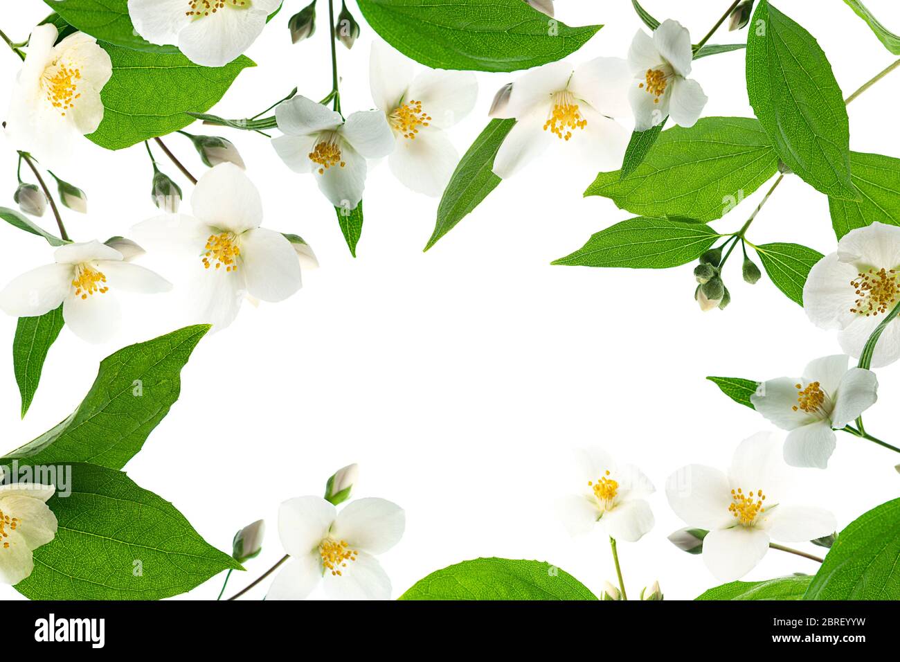 Gros plan de la conception de cadre jasmin avec fond blanc et espace vide pour le texte. Motif floral pour les cosmétiques. Flat lay, vue de dessus. L'histoire de la Saint-Valentin. Banque D'Images
