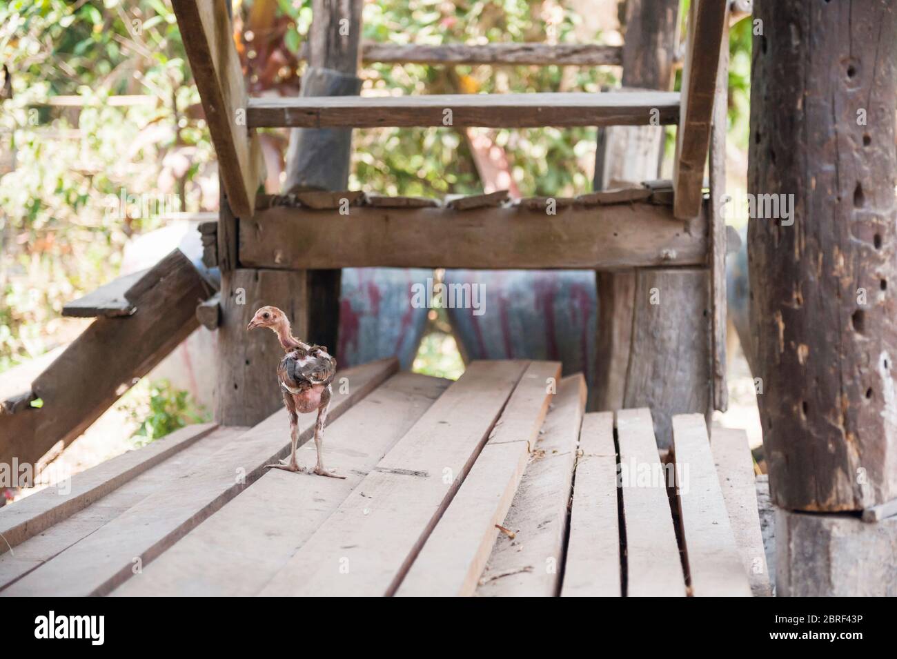 Poussin sous une maison cambodgienne dans la campagne. Battambang, Cambodge, Asie du Sud-est Banque D'Images