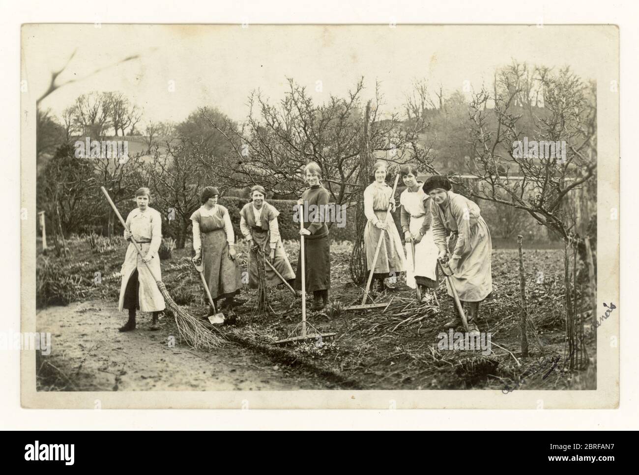 Carte postale de l'époque de la première Guerre mondiale, des filles terriennes creusant un terrain, préparant le sol pour planter des légumes ou des buissons de fruits, éventuellement dans un verger, ou dans un parc, afin d'aider l'effort de guerre, Royaume-Uni vers 1916 Banque D'Images
