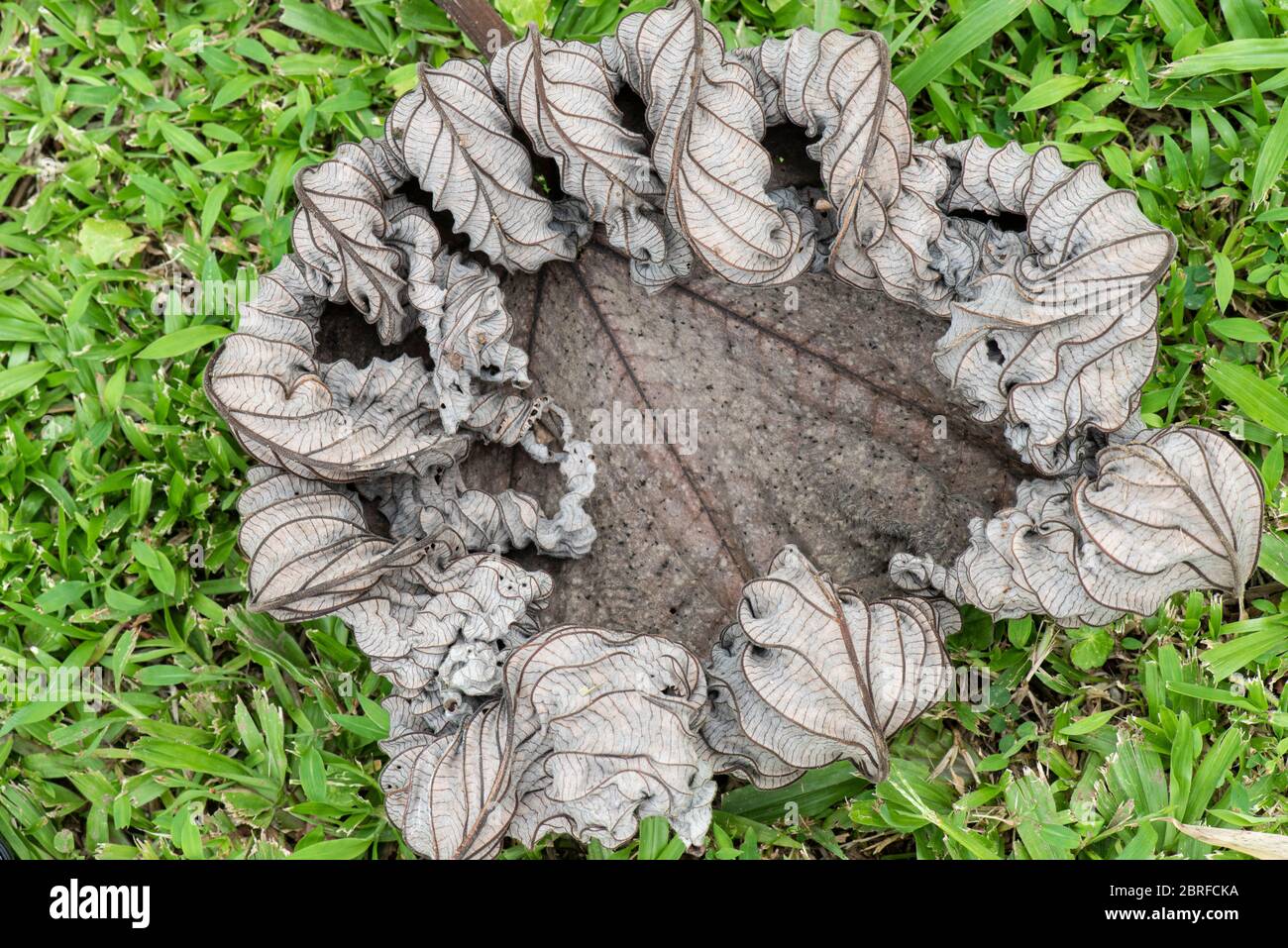 Feuille de Cecropia. Costa Rica Banque D'Images