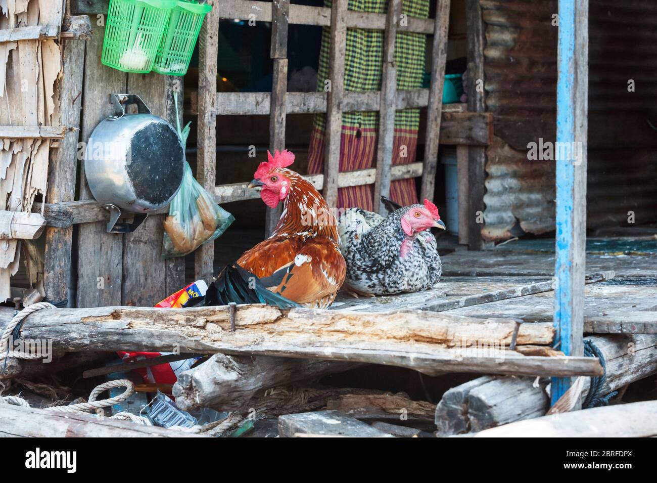 Poulets dans une maison flottante au village flottant de Kompong Luong. Krakor, Cambodge, Asie du Sud-est Banque D'Images