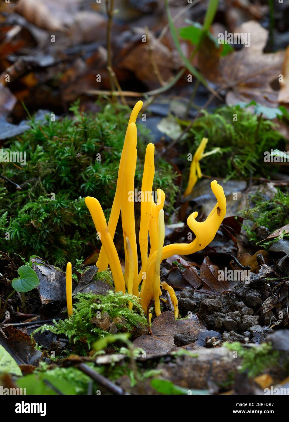 Golden Spinoses champignon: Clavulinopsis helveola. Sussex, Royaume-Uni. Banque D'Images