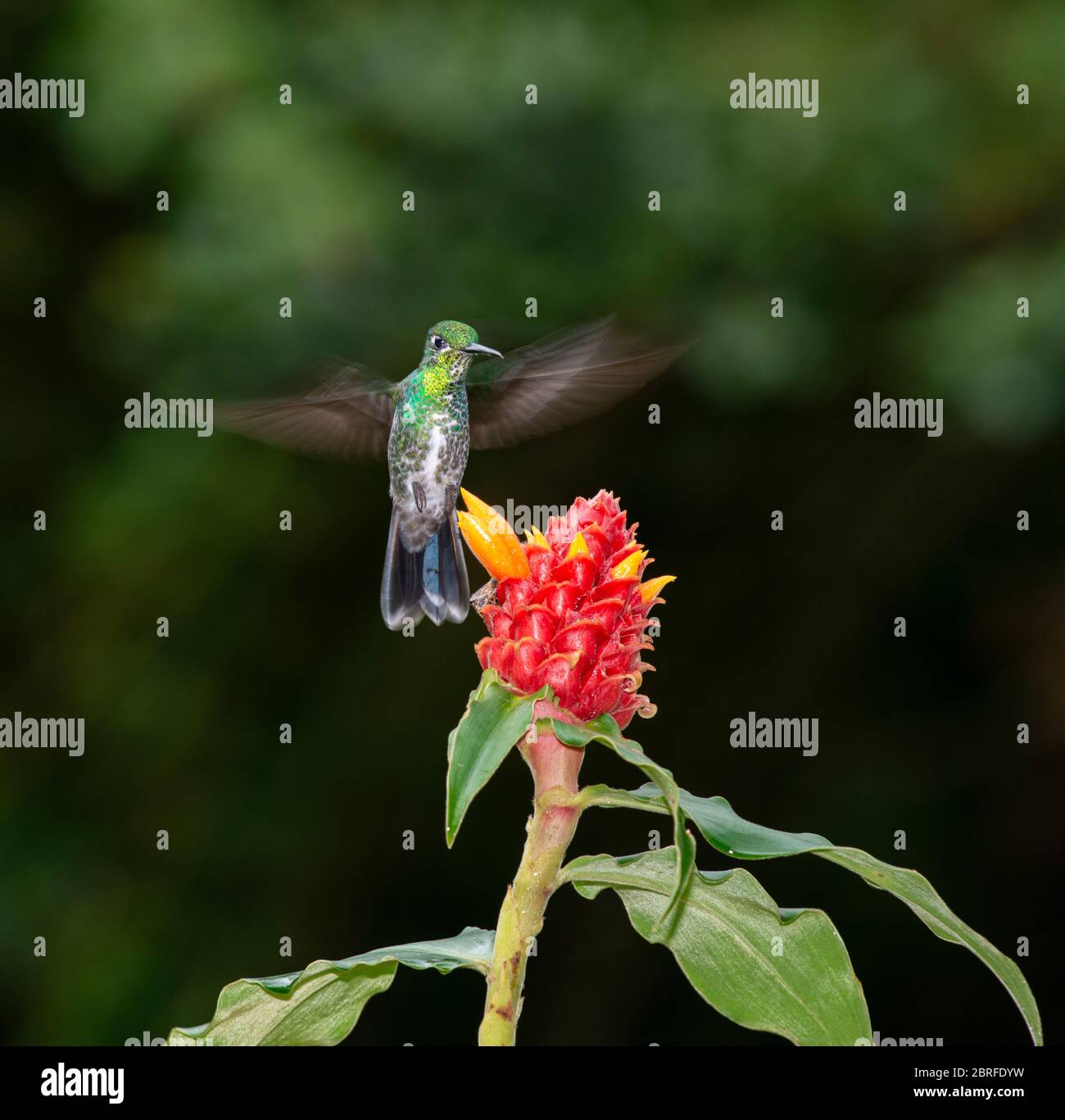 Colibri vert brillant couronné : Heliodoxa jacula. Costa Rica. Banque D'Images