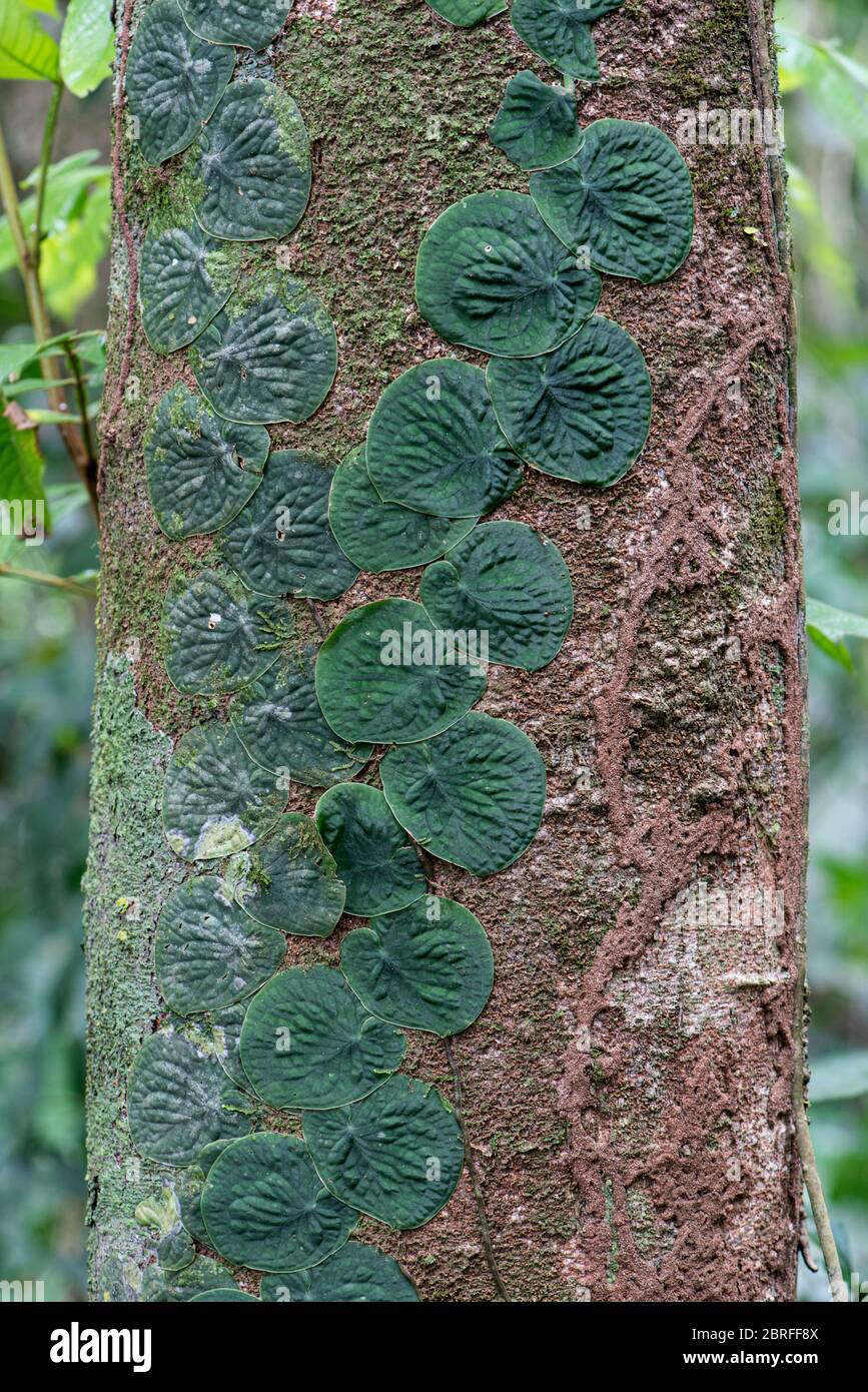 Aroid grimpant : Monstera sp. Costa Rica. Banque D'Images