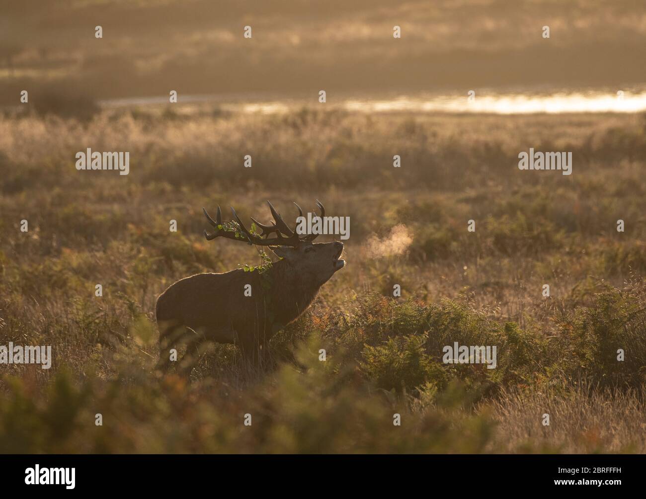 Red Deer : Cervus elaphus. Cerf en saison de rutting. Surrey, Royaume-Uni. Banque D'Images