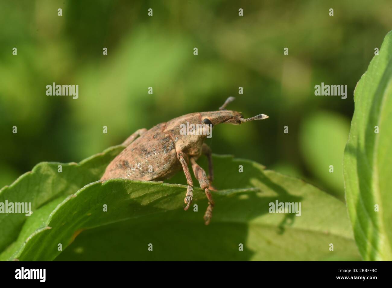 Insectes de la farine Banque de photographies et d’images à haute — free download