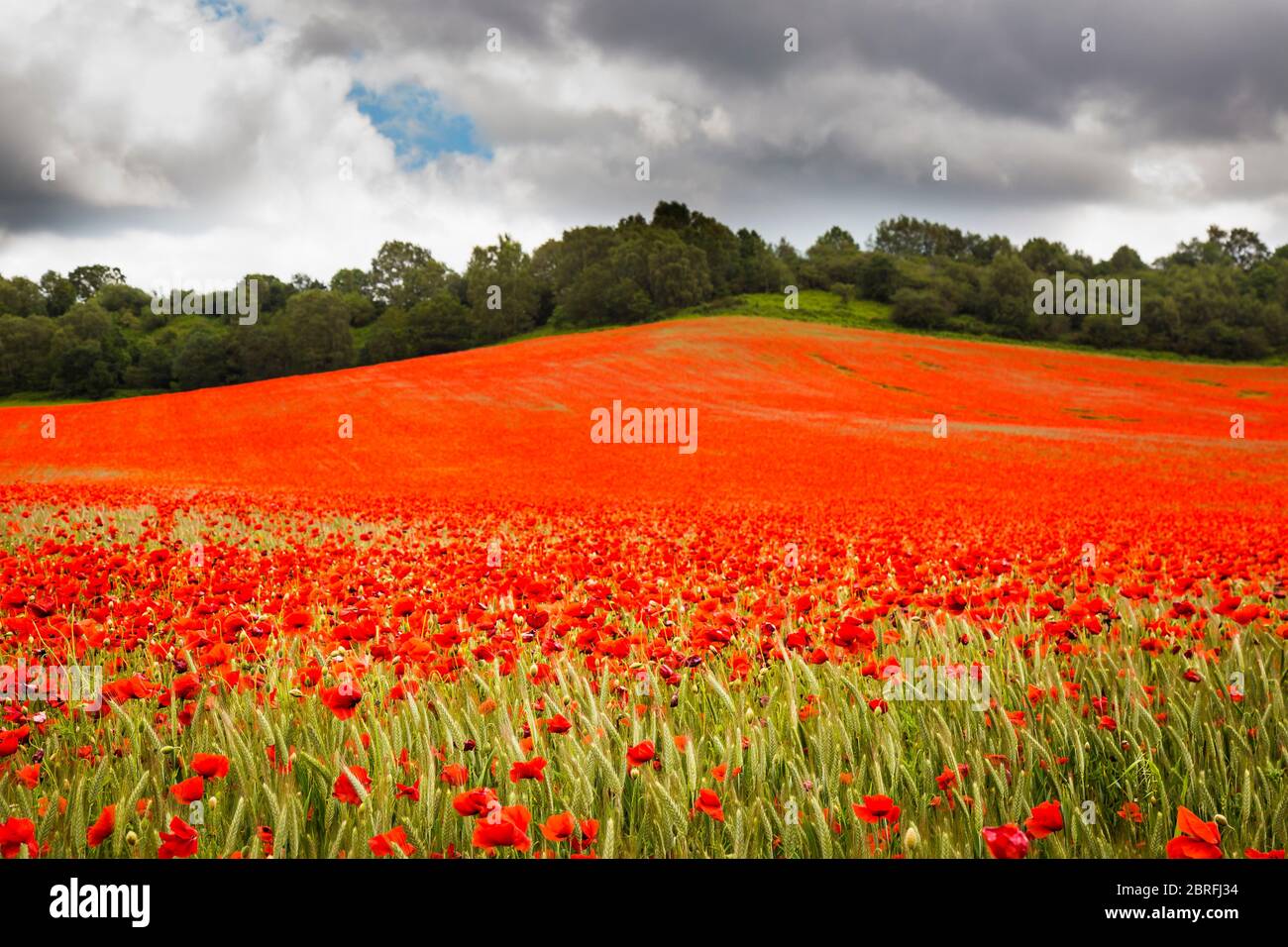 Coquelicots rouges communs dans les fleurs (Papaver rhoeas) en croissance dans les champs de campagne du Royaume-Uni. Champ de pavot d'été et nuages sombres spectaculaires. Symbole du jour du souvenir. Banque D'Images