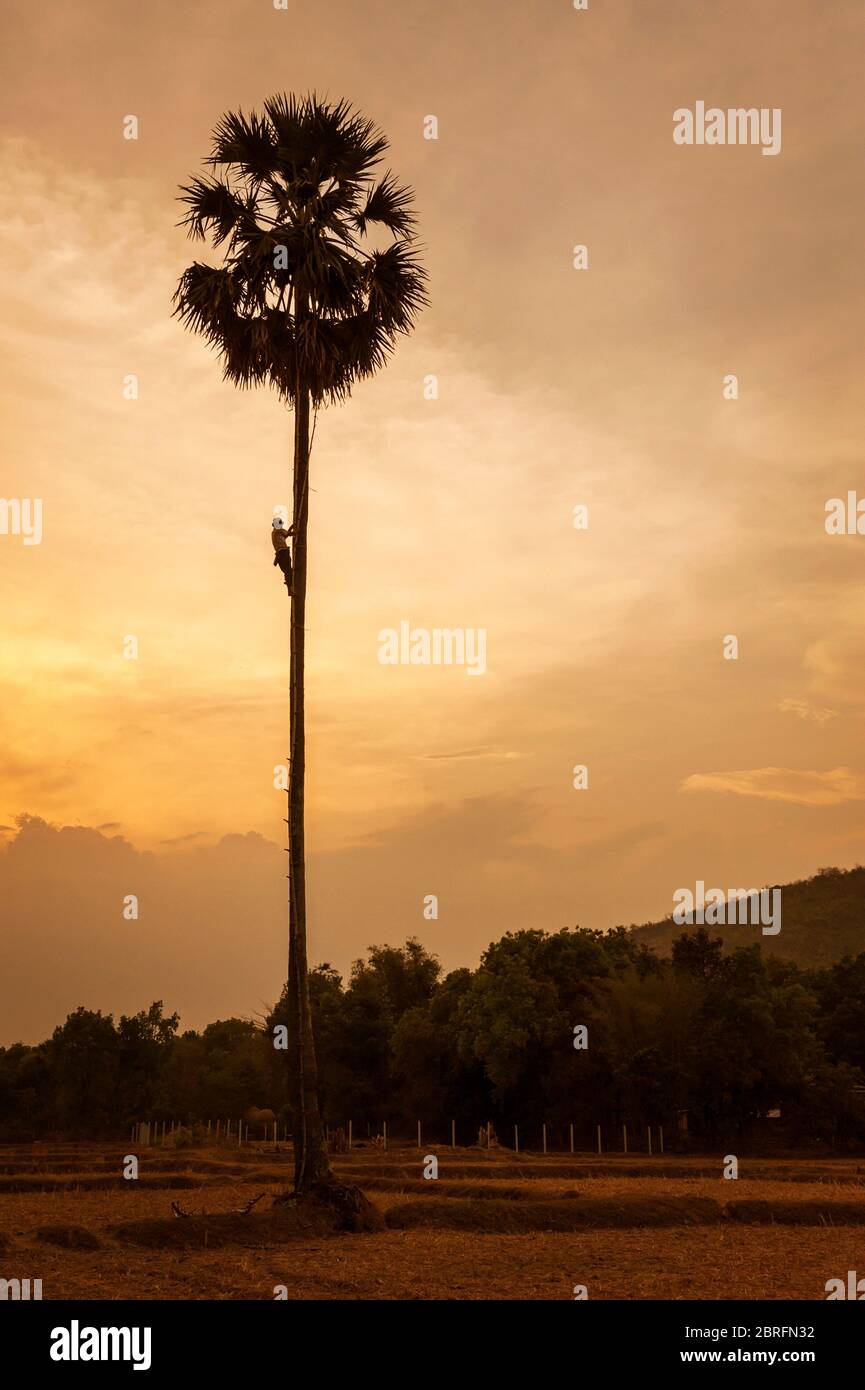 Un homme monte un palmier pour récolter les fruits au soleil couchant. Province de Kampong Chhnang, Cambodge, Asie du Sud-est Banque D'Images