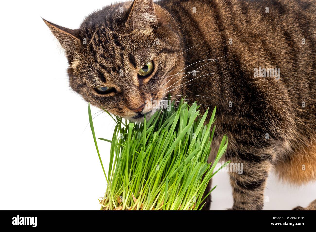 Chat De Tabby Aux Yeux Jaunes En Train De Manger De L Herbe Verte Fraiche En Gros Plan Arriere Plan Blanc Avec Mise Au Point Selective Et Flou Photo Stock Alamy