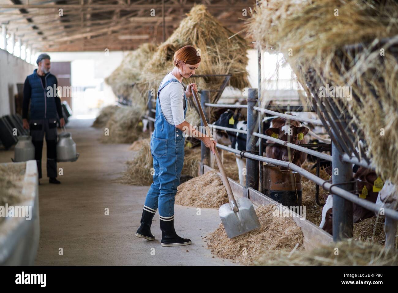 Travailleurs d'hommes et de femmes travaillant dans une ferme de journal, l'industrie agricole. Banque D'Images