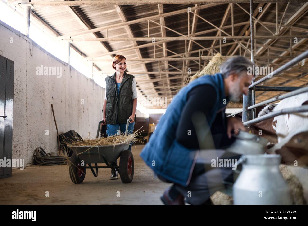 Travailleurs d'hommes et de femmes travaillant dans une ferme de journal, l'industrie agricole. Banque D'Images