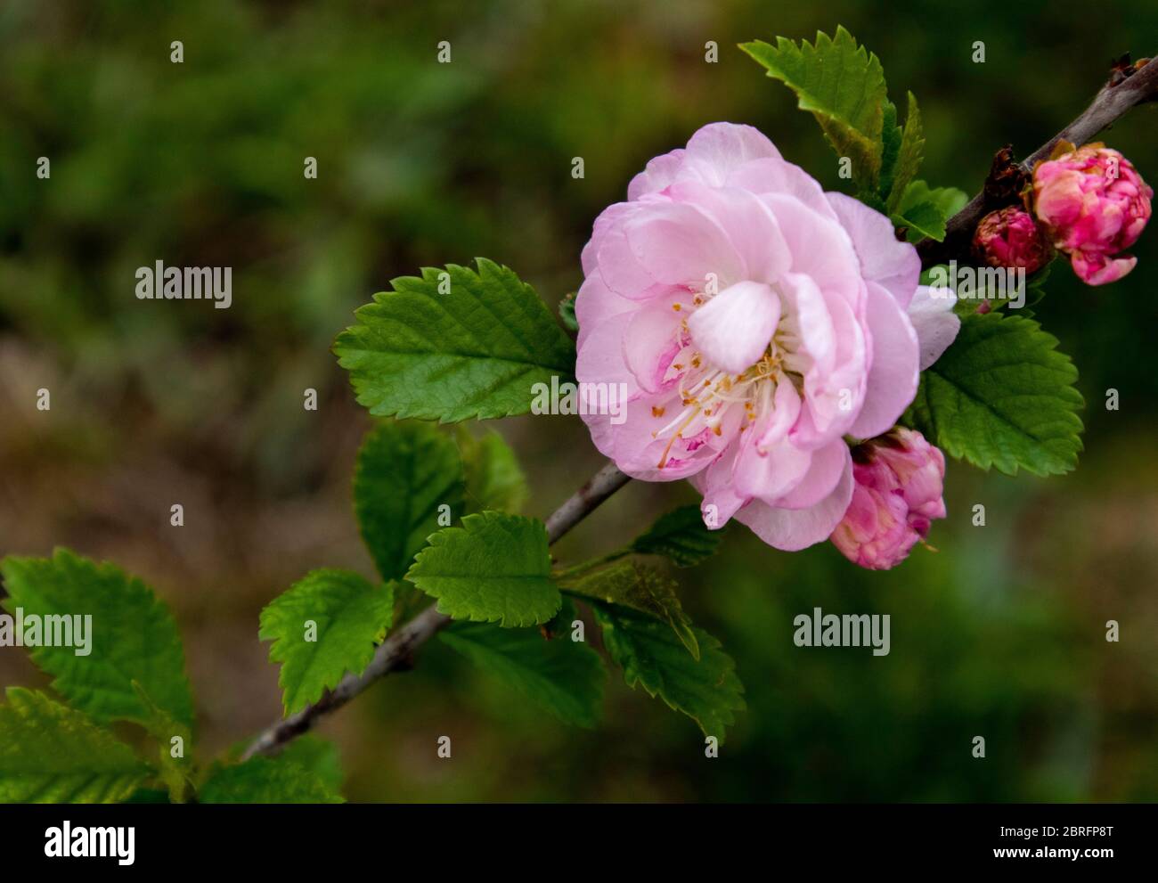 Hanami japonais. Cerise sauvage en fleur. Sakura sauvage. Banque D'Images