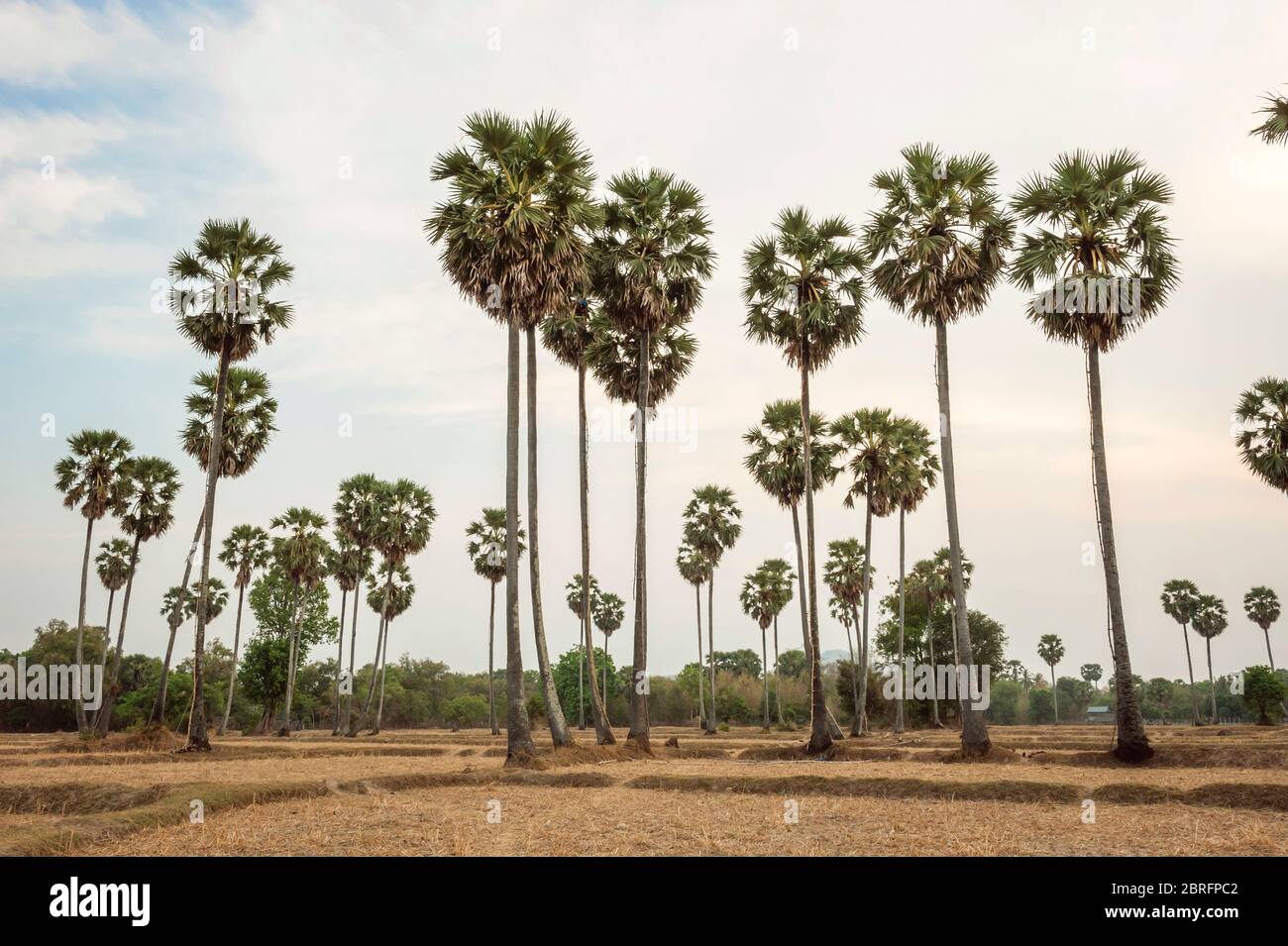 Palmiers au crépuscule. Province de Kampong Chhnang, Cambodge, Asie du Sud-est Banque D'Images