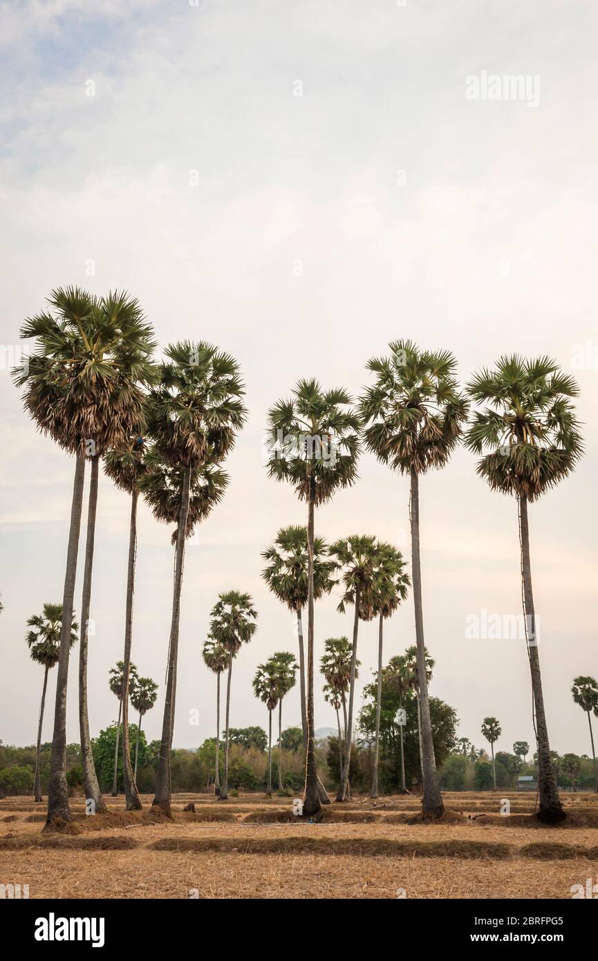 Palmiers au crépuscule. Province de Kampong Chhnang, Cambodge, Asie du Sud-est Banque D'Images
