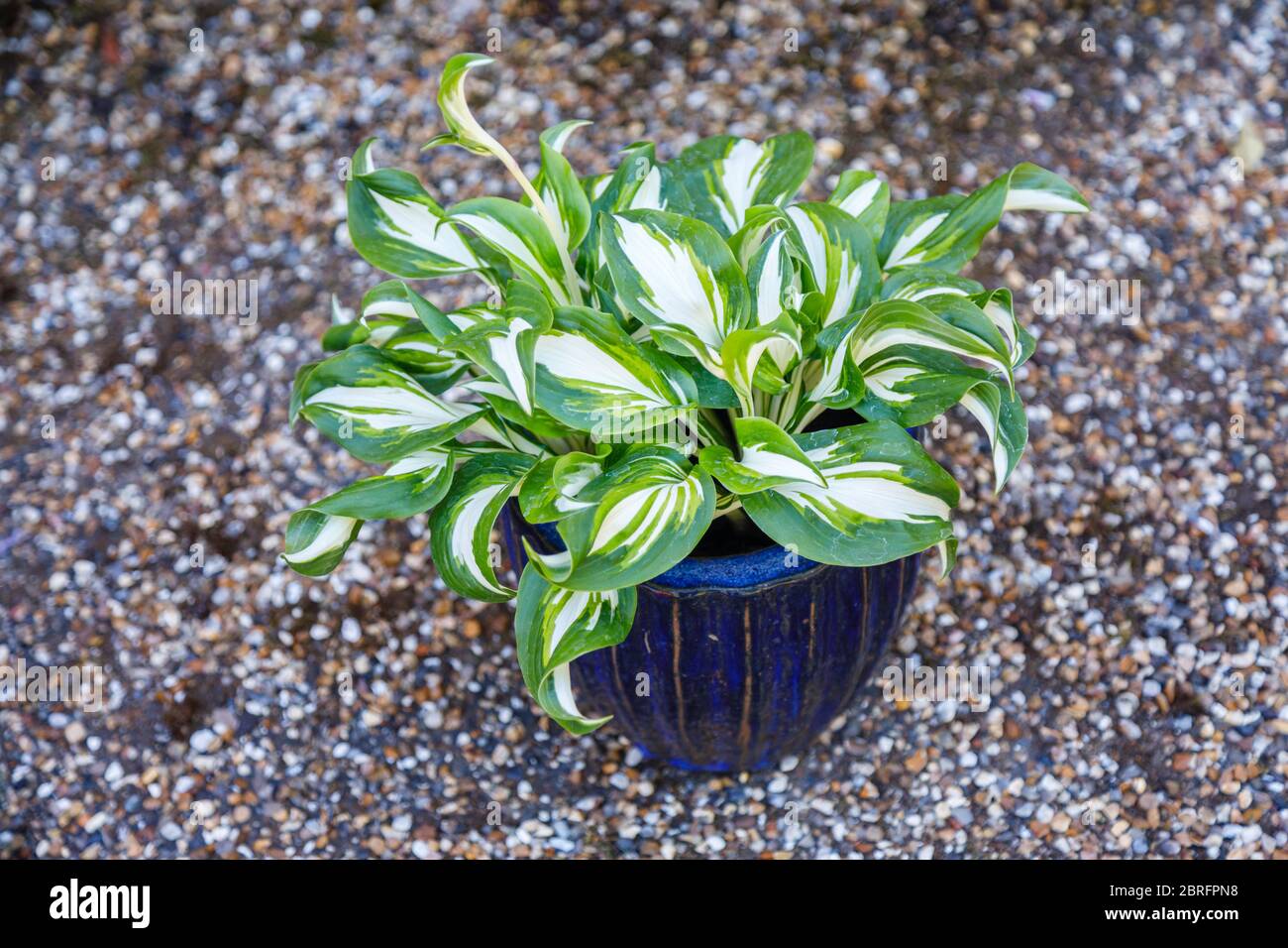 Plante de Hosta undulata variégée, qui pousse dans un pot de fleurs bleu sur fond de gravier, photographiée au printemps à Surrey, dans le sud-est de l'Angleterre Banque D'Images