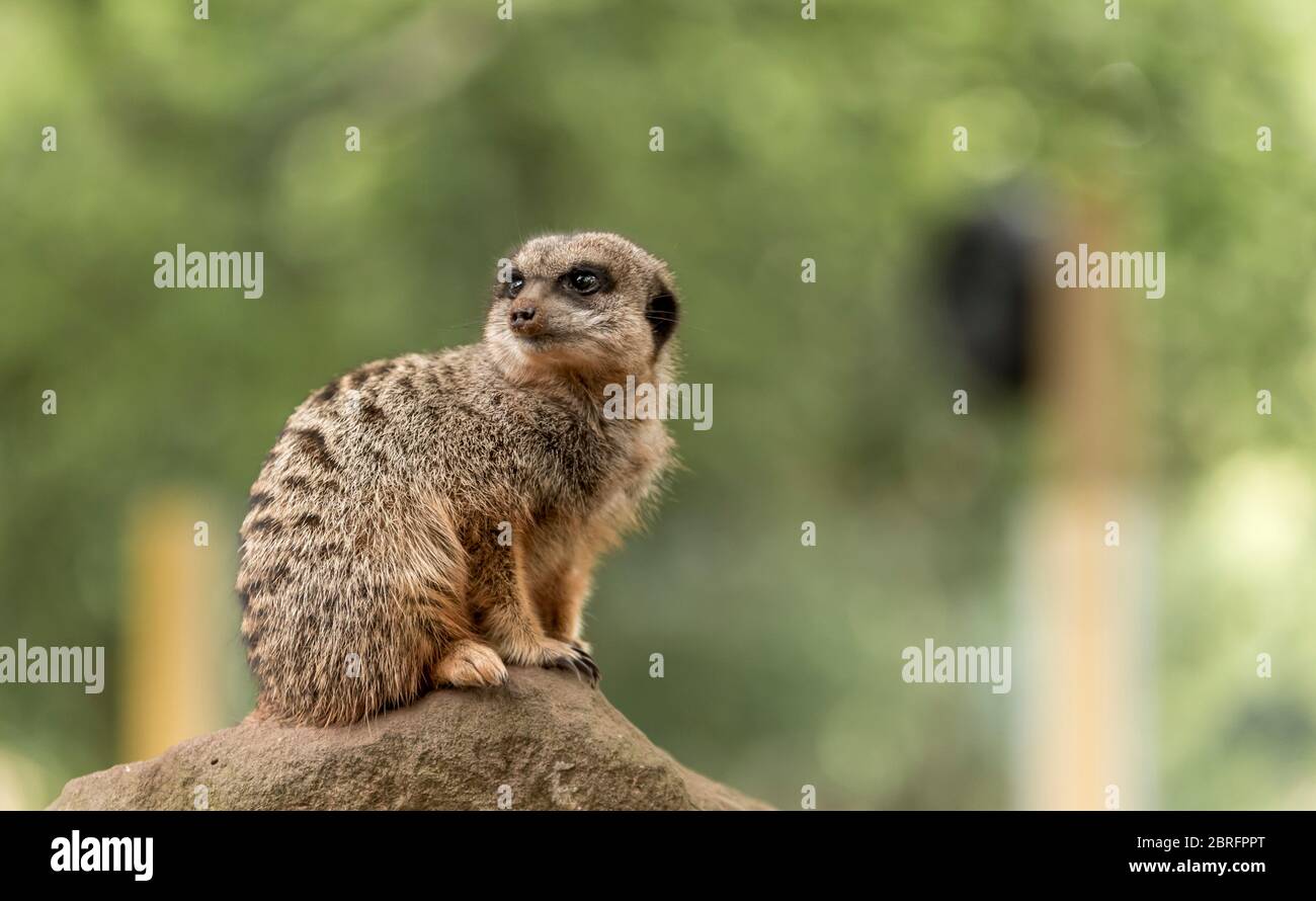 Un mignon Meerkat, en alerte, sur fond vert Banque D'Images