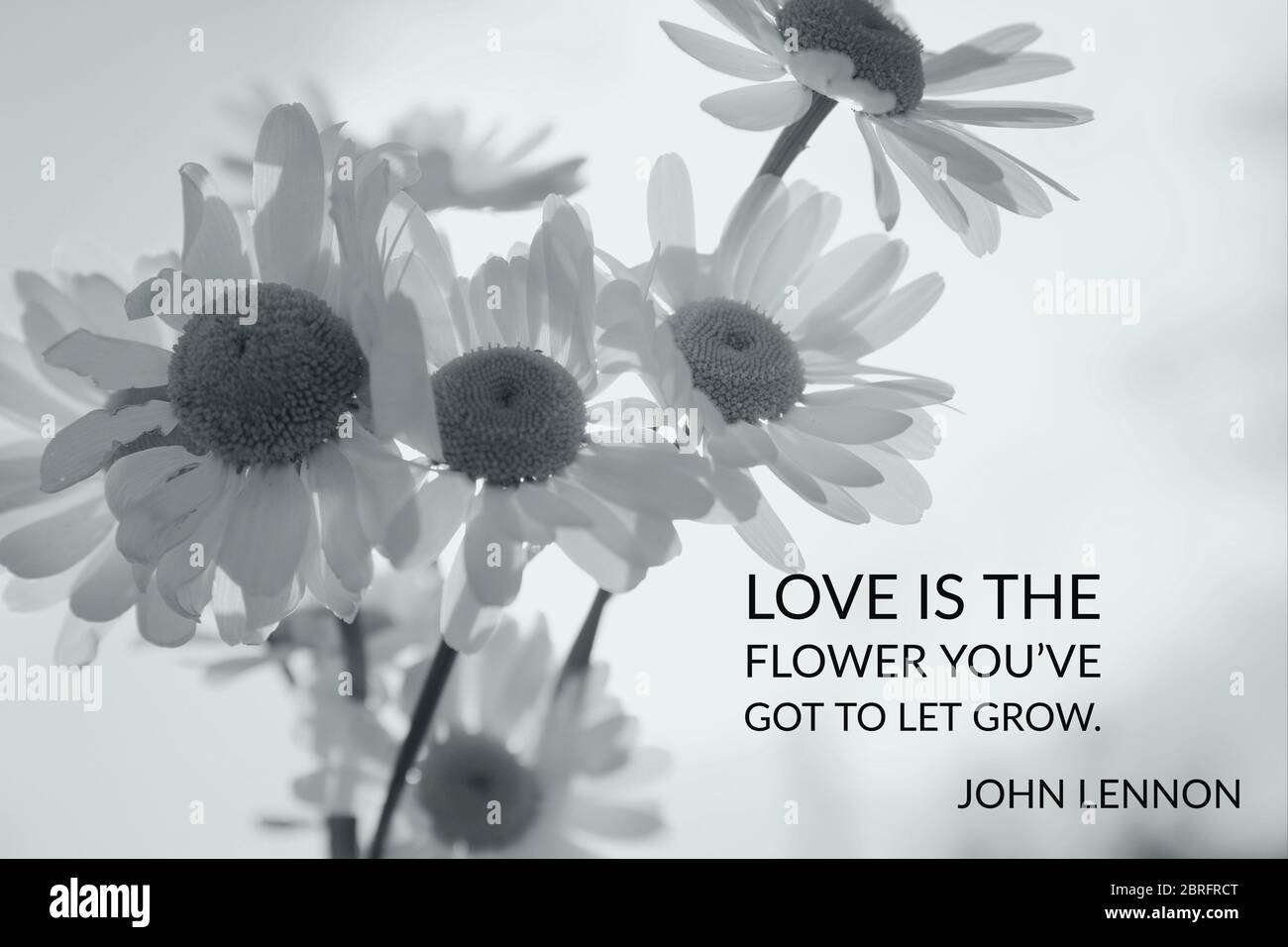 Citations Inspirantes Et Motivationnelles Pour Le Bien Etre Et La Bonne Sante Mentale Superposees Sur Des Images De La Nature Y Compris Des Paquerettes Et Des Tetes De Pissenlit Photo Stock Alamy
