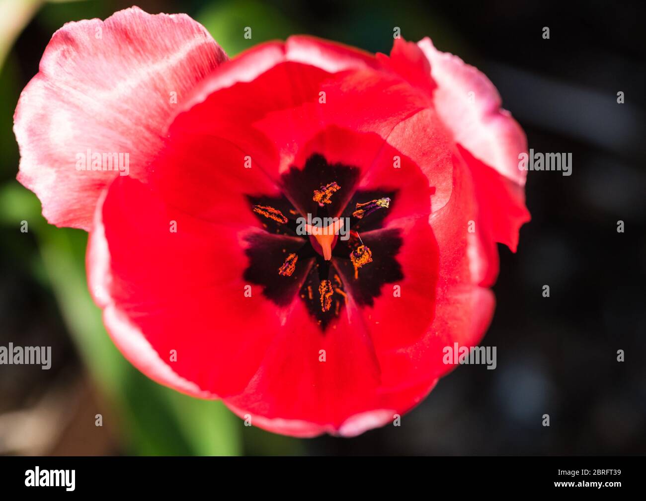 Une macro shot à l'intérieur d'une tulipe rouge. Banque D'Images