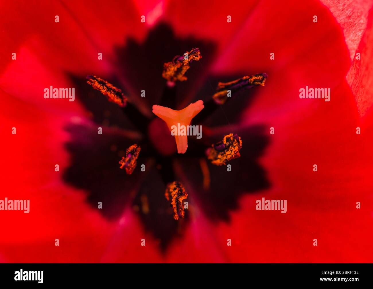 Une macro shot à l'intérieur d'une tulipe rouge. Banque D'Images