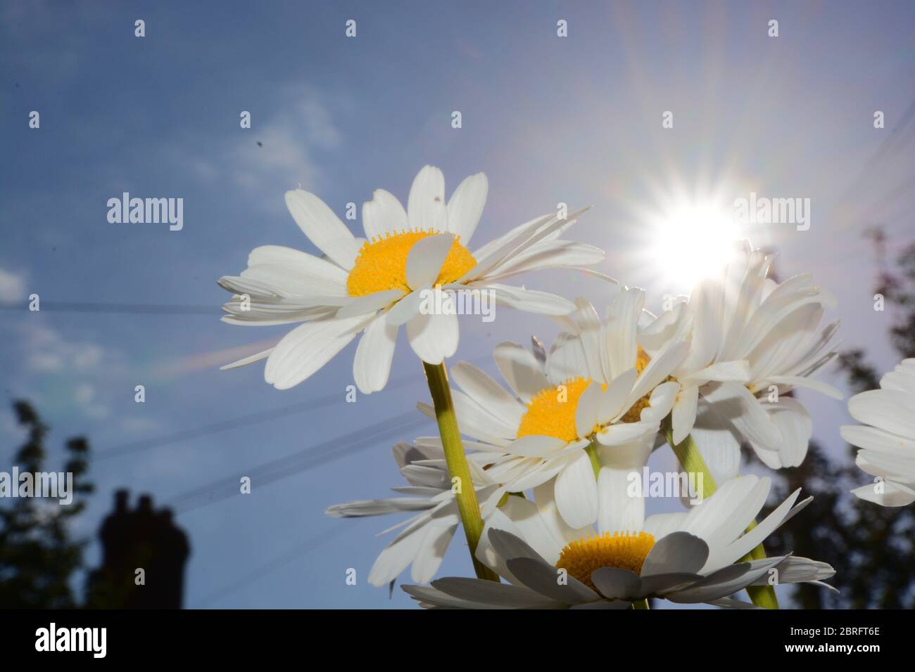 Michaelmas Daisies Magnifique Fleur De Foret Britannique A Hedgerow Et A La Campagne Fleurs Simples Et Fraiches Sur Differents Fonds Pour Des Tirages Des Citations Etc Photo Stock Alamy Michaelmas Daisies Magnifique Fleur De Foret Britannique A Hedgerow Et A La Campagne Fleurs Simples Et Fraiches Sur Differents Fonds Pour Des Tirages Des Citations Etc Photo Stock Alamy