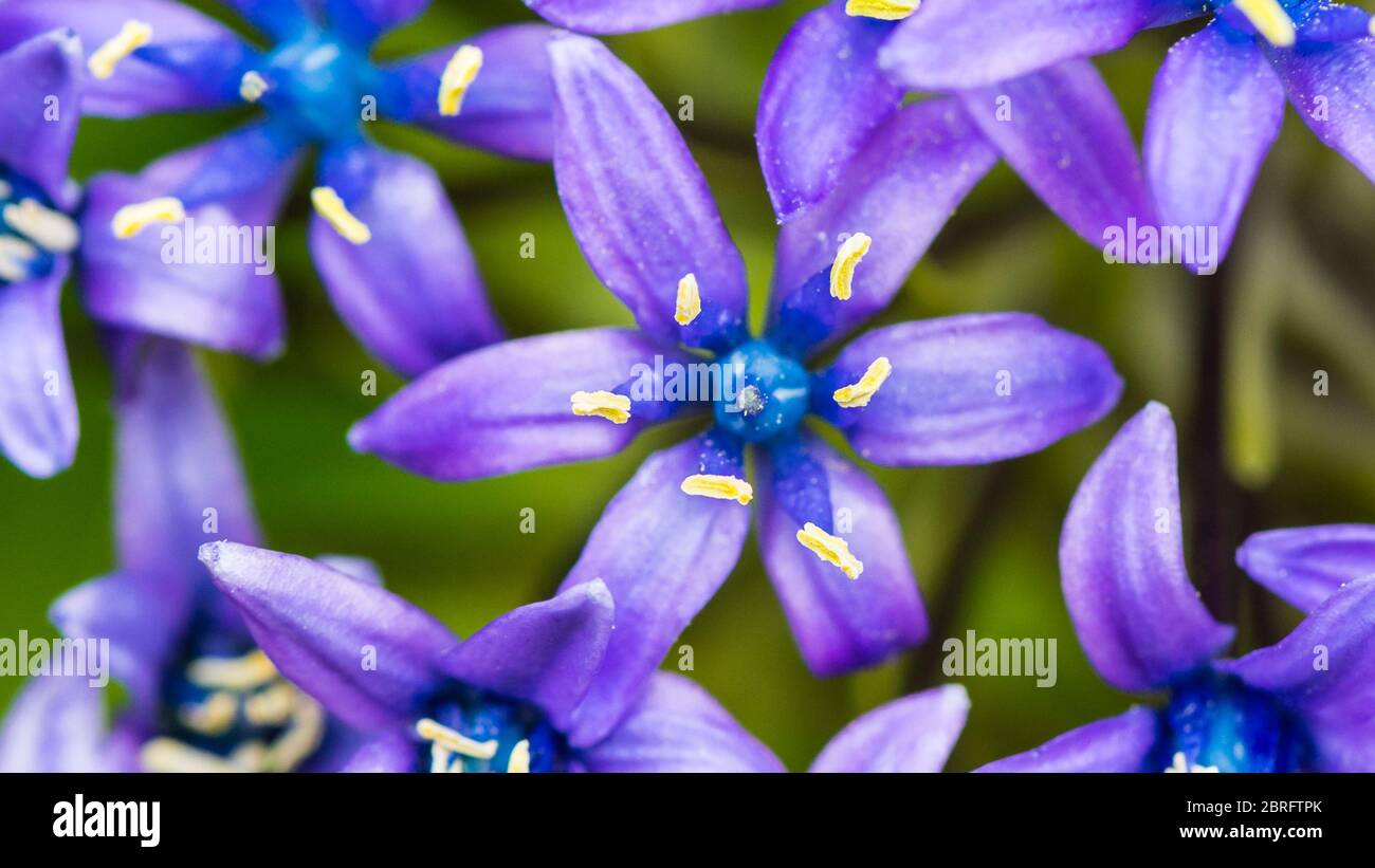 Un plan macro sur certains portugais bleu squill la floraison. Banque D'Images