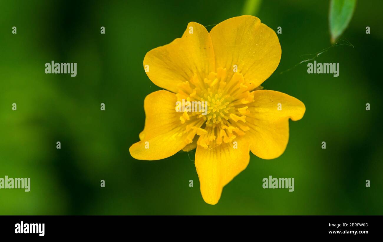 Un gros cliché d'une grande fleur de coupe de beurre. Banque D'Images