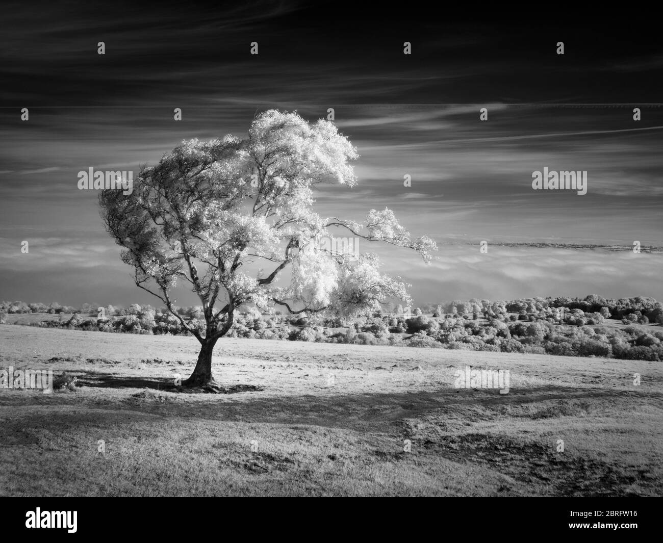 Une image infrarouge d'un arbre sur Black Down dans le paysage national de Mendip Hills, Somerset, Angleterre. Banque D'Images