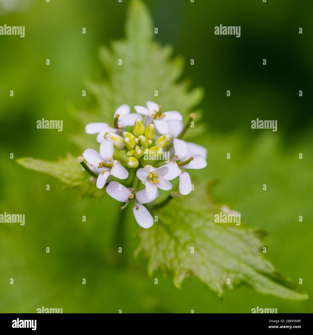 Un gros cliché de la fleur de moutarde à l'ail blanc. Banque D'Images
