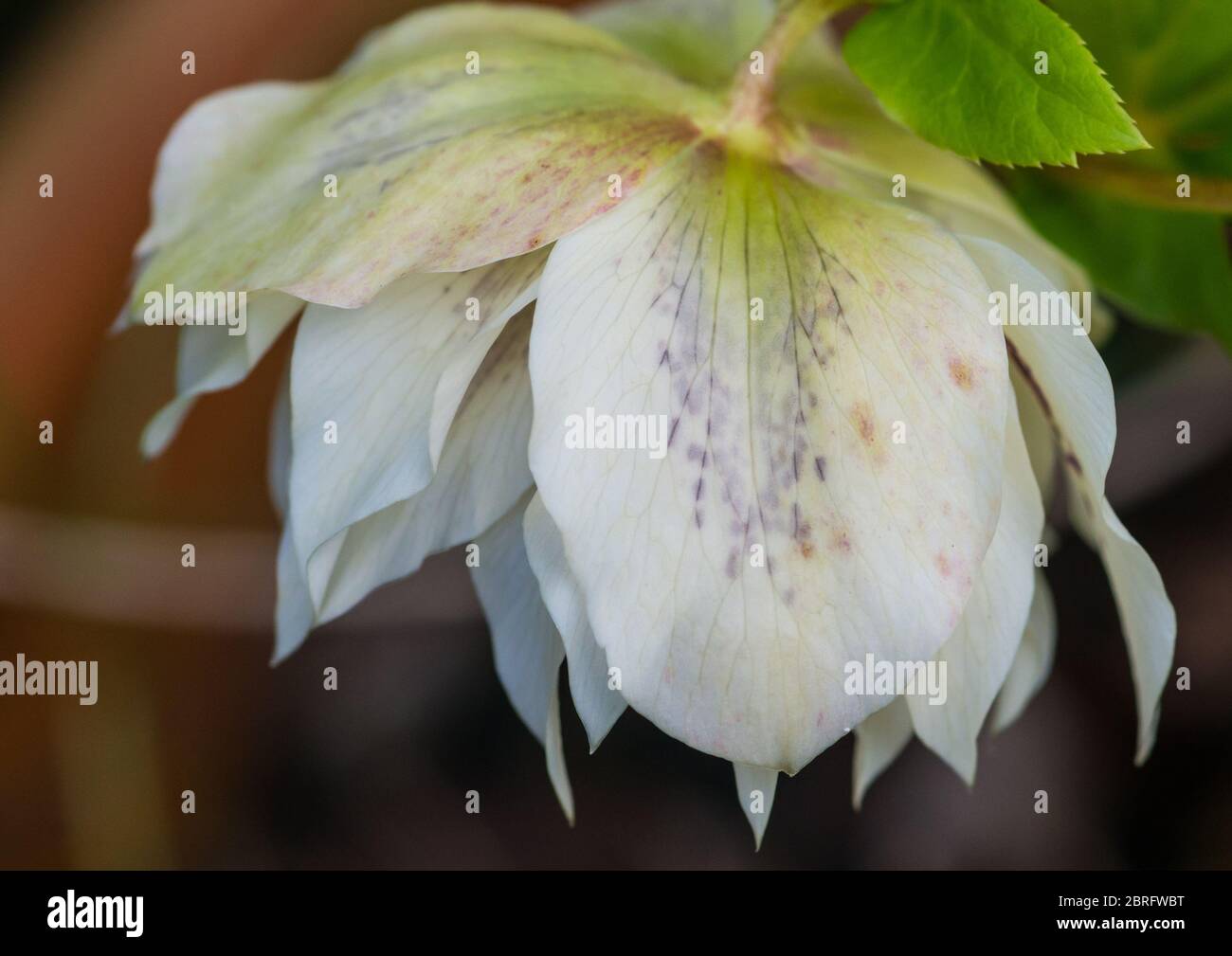 Un plan macro sur une double fleur helleborus Ellen White. Banque D'Images