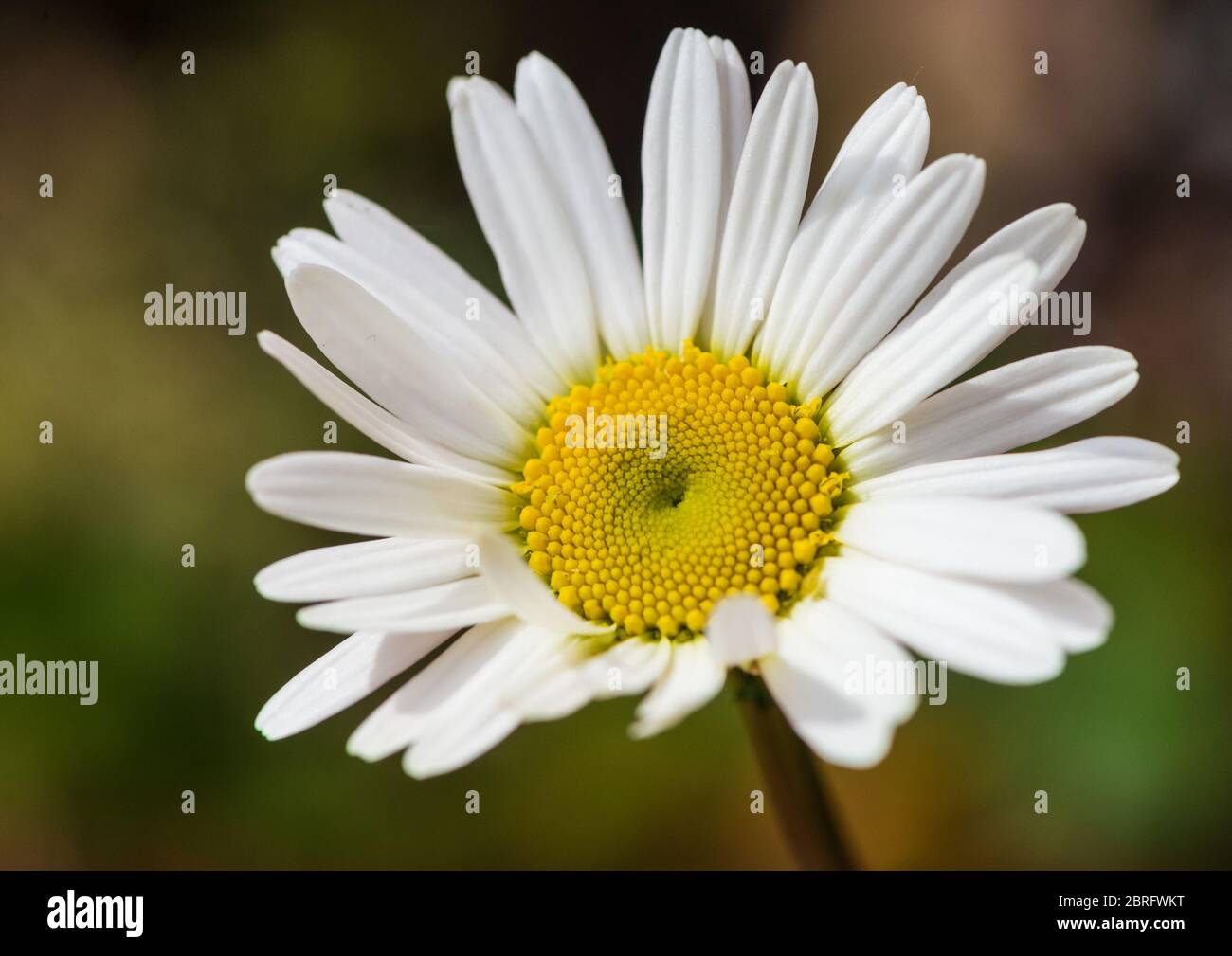 Un plan macro sur un oxeye daisy bloom. Banque D'Images