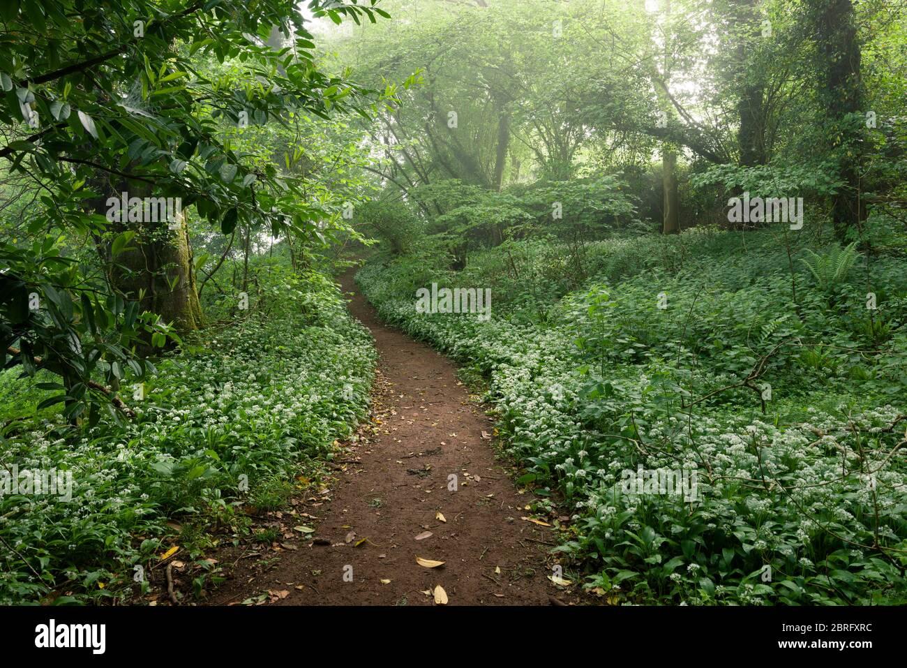 Un chemin à travers Ramsons (Allium ursinum) ou l'ail sauvage en fleur dans Mendip Lodge Wood dans le paysage national de Mendip Hills, North Somerset, Angleterre. Banque D'Images
