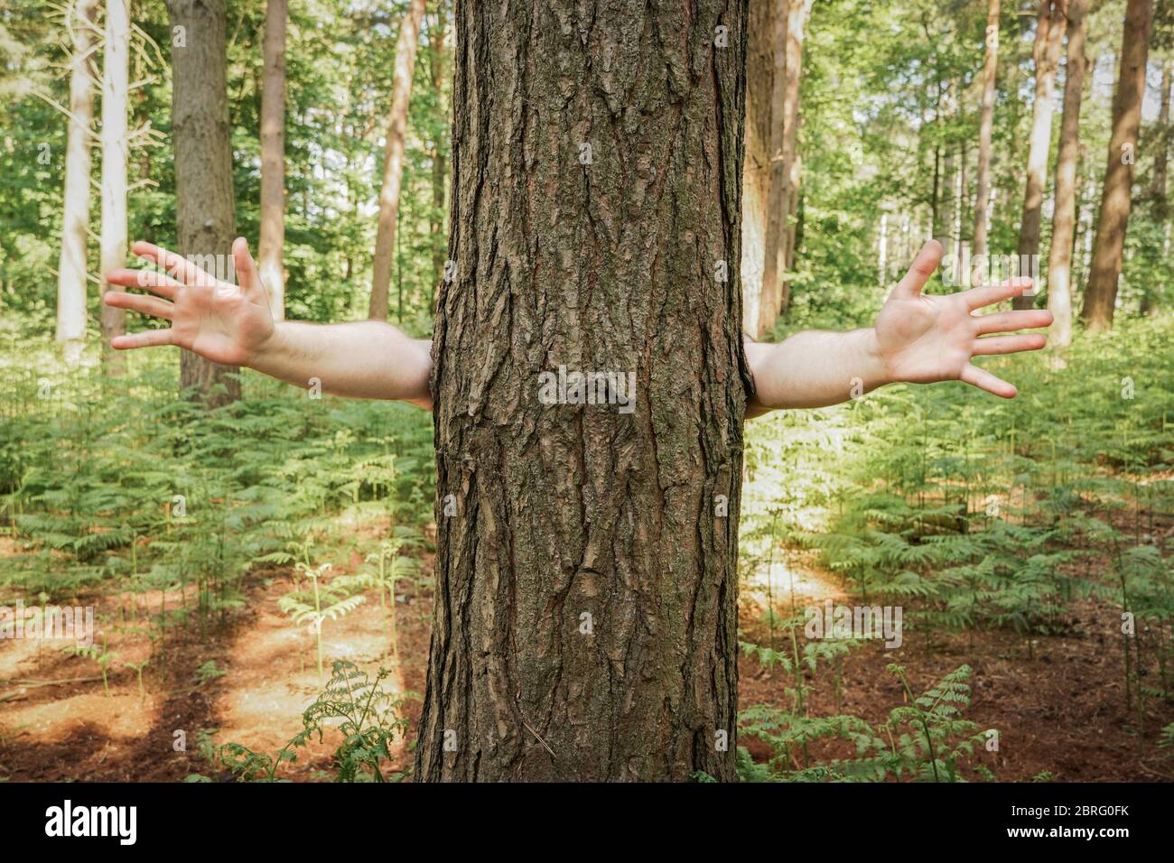 image amusante d'un arbre dans un cadre boisé avec des bras levés prêts à être embrassés avec un espace de copie Banque D'Images