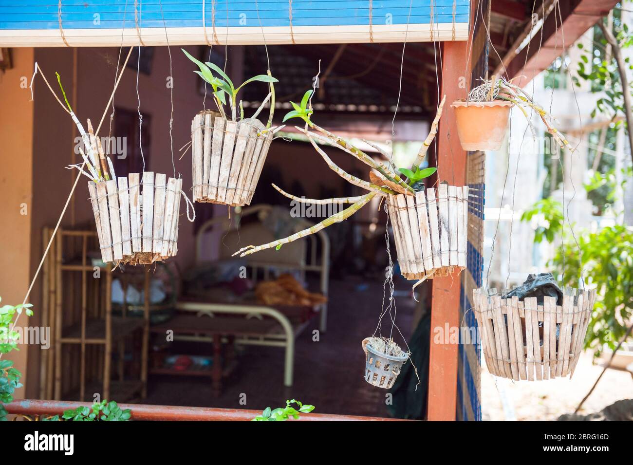 Orchidées poussant dans des pots accrochés sur le côté des maisons. Udong, province de Kampong Speu, Cambodge, Asie du Sud-est Banque D'Images