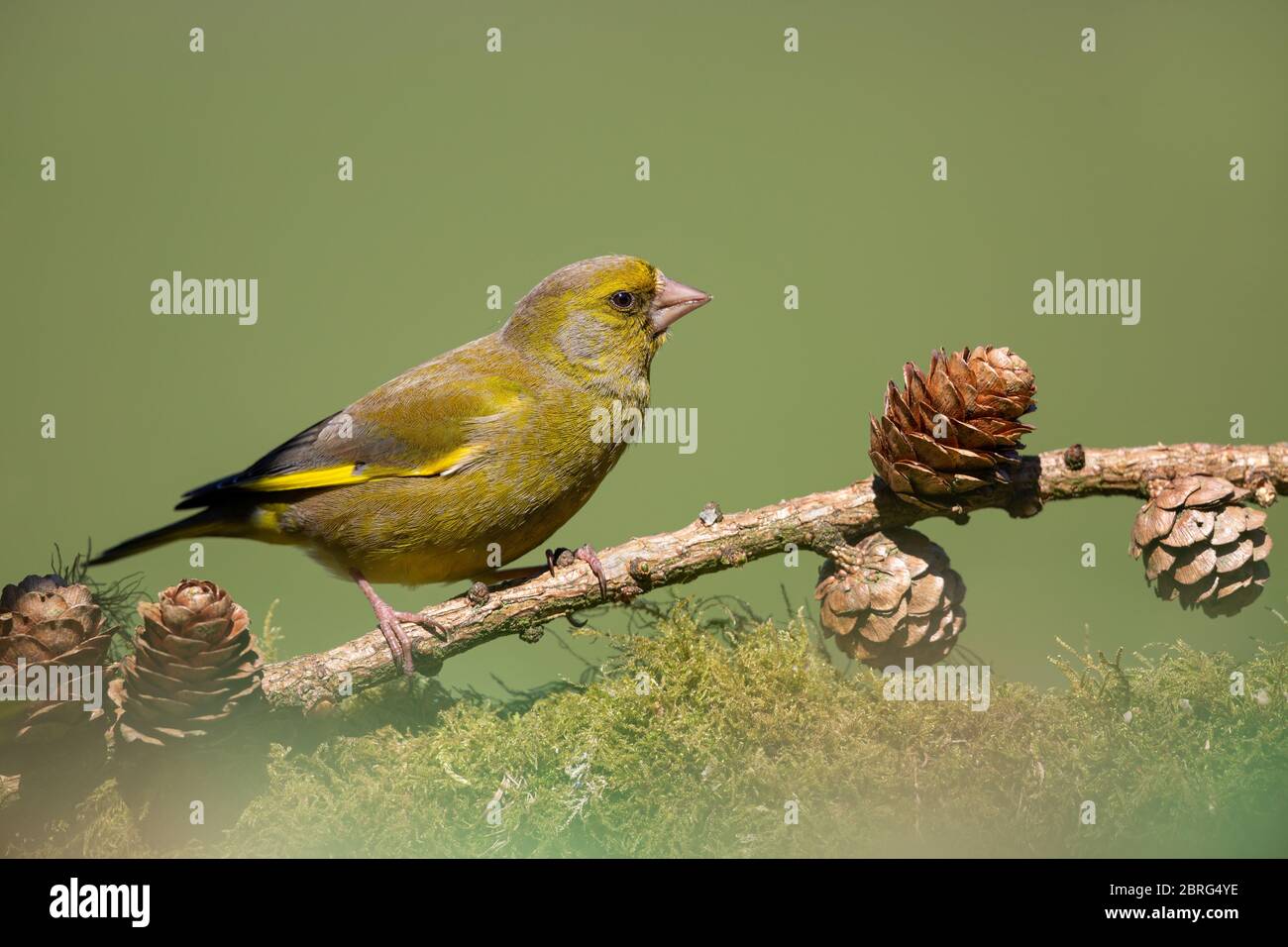 Greenfinch sur une branche de conifères Banque D'Images