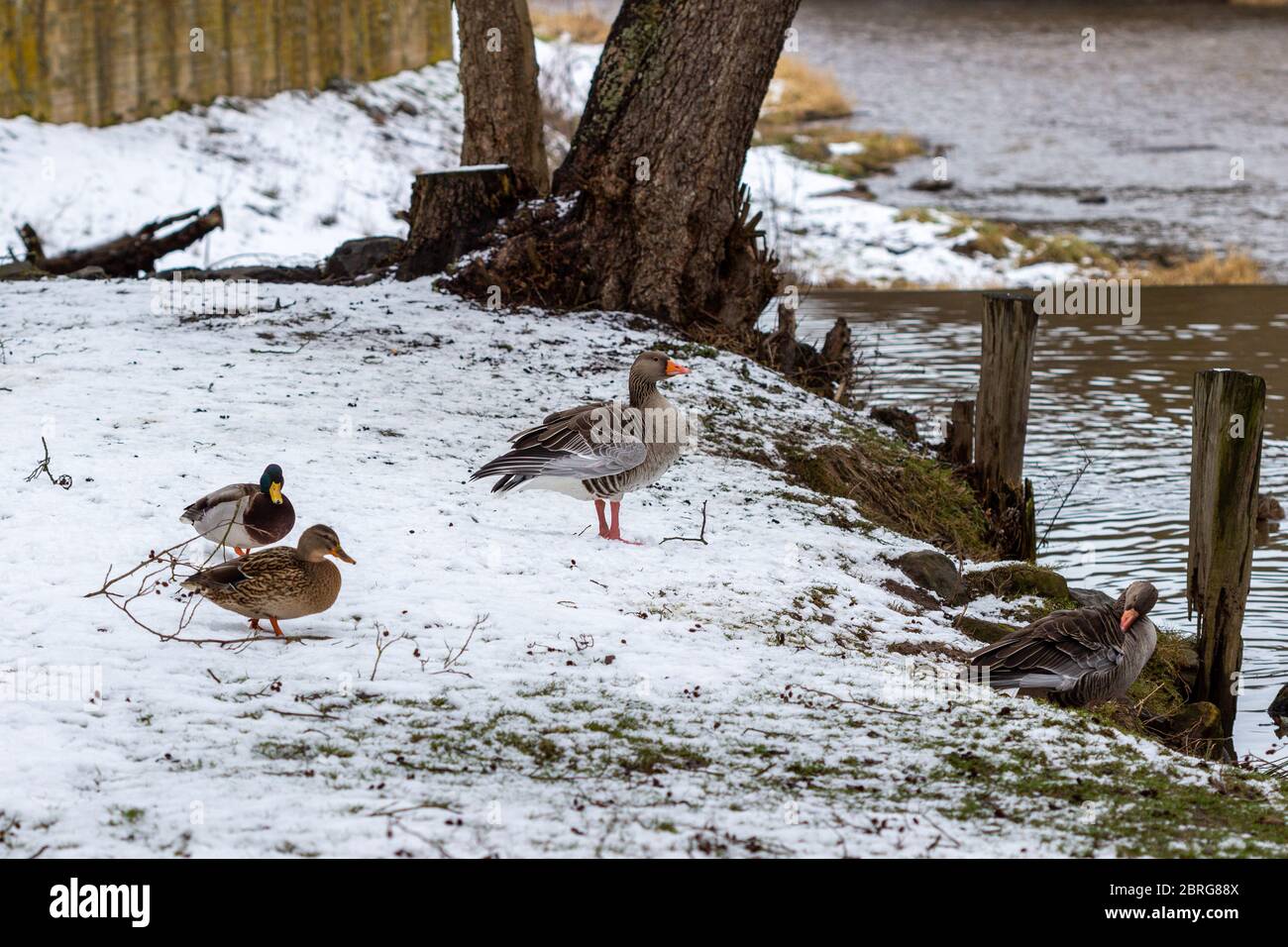 Canards sur les rives de la rivière Glan à Meisenheim, en Allemagne, en hiver Banque D'Images