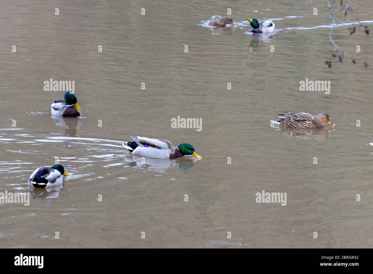 Canards nageant dans la rivière Glan à Meisenheim, Allemagne Banque D'Images