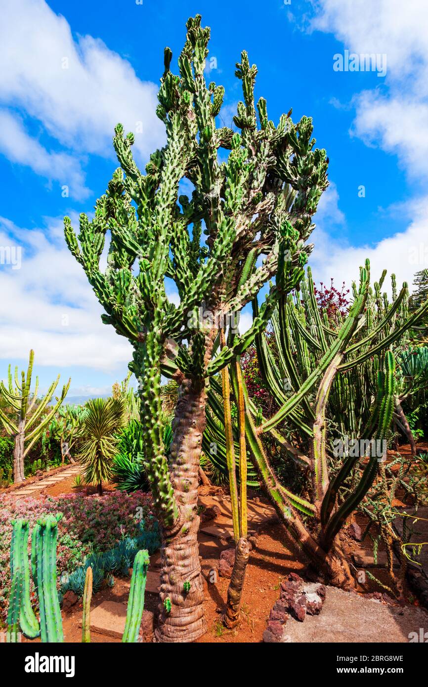 Jardin botanique de Madère ou Jardim Botanico à Funchal, Madère Banque D'Images