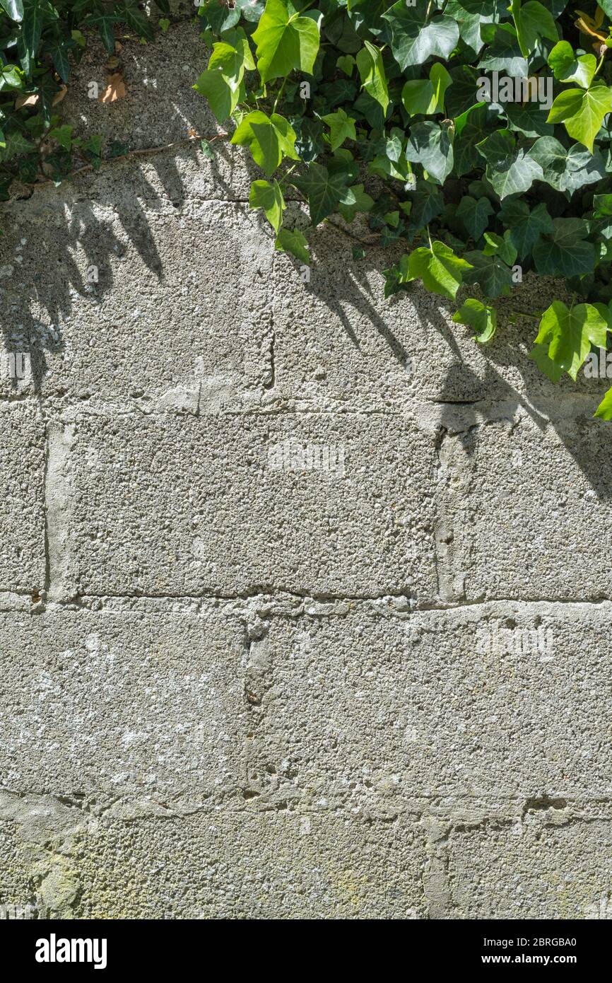 Ivy grimpant / Ivy commune - Hedera hélice au soleil poussant sur le côté d'un mur de briques. Concept rampant ivy, jours d'été ensoleillés, cour de ferme. Banque D'Images