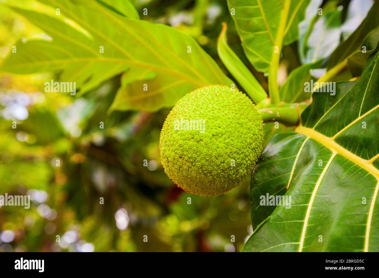 Big et les fruits mûrs sur l'arbre à pain en Asie Banque D'Images